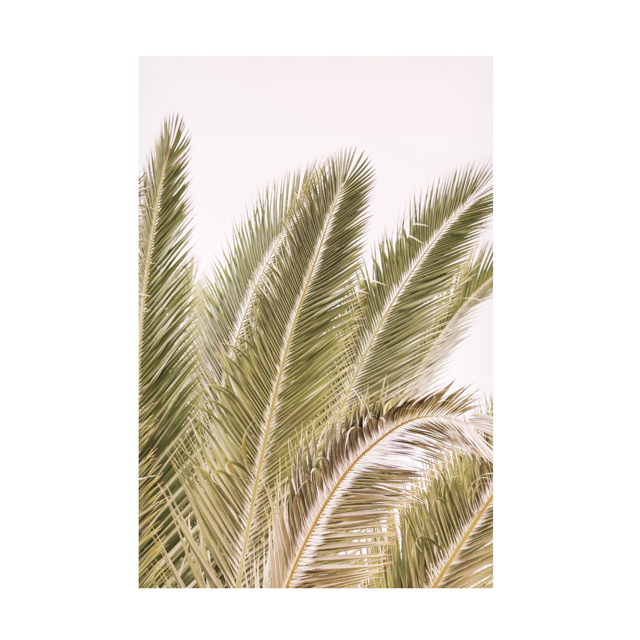Trademark Fine Art Shot by Clint Oasis Palm 01 Oa 01 Canvas Wall Art