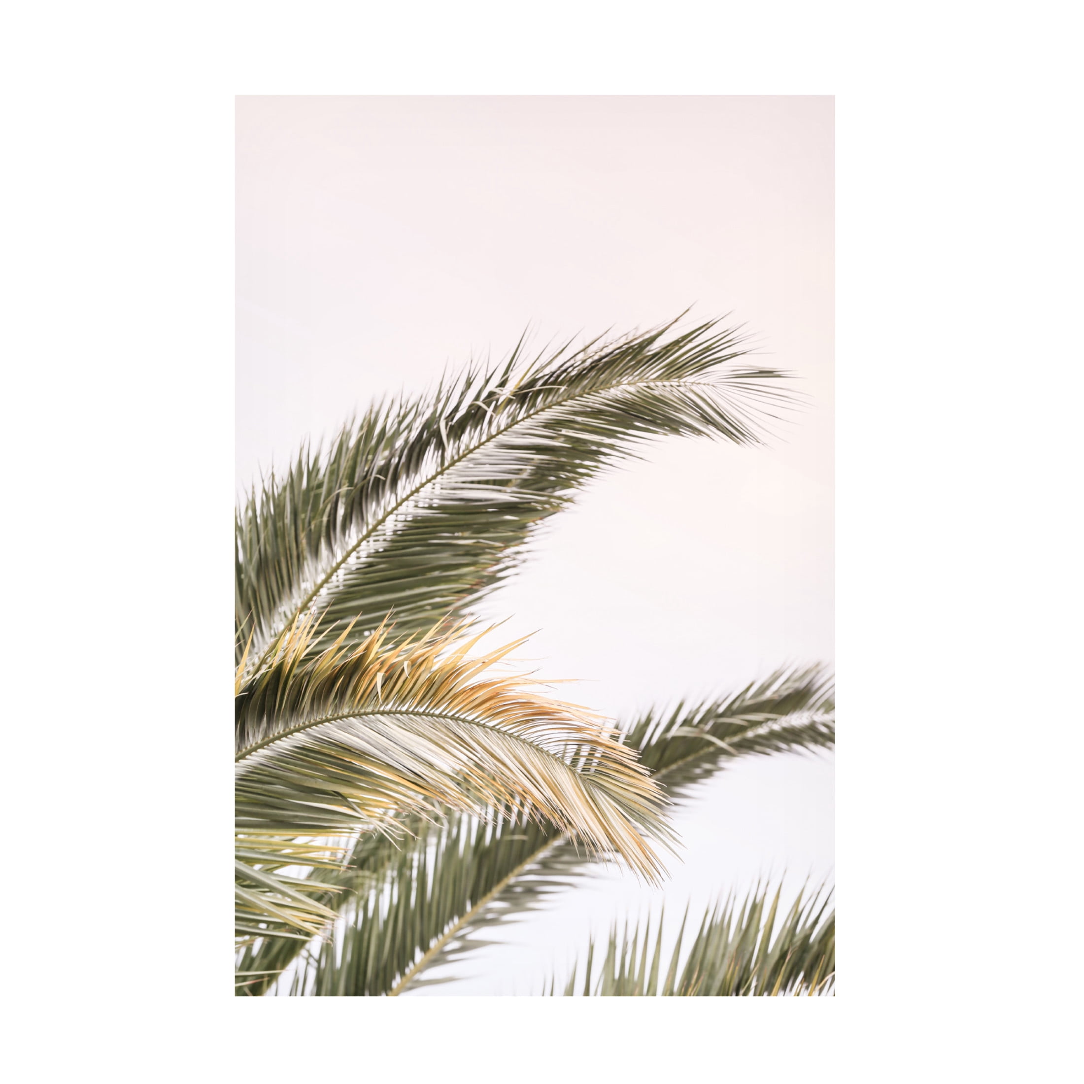 Trademark Fine Art Shot by Clint Oasis Palm 03 Canvas Wall Art