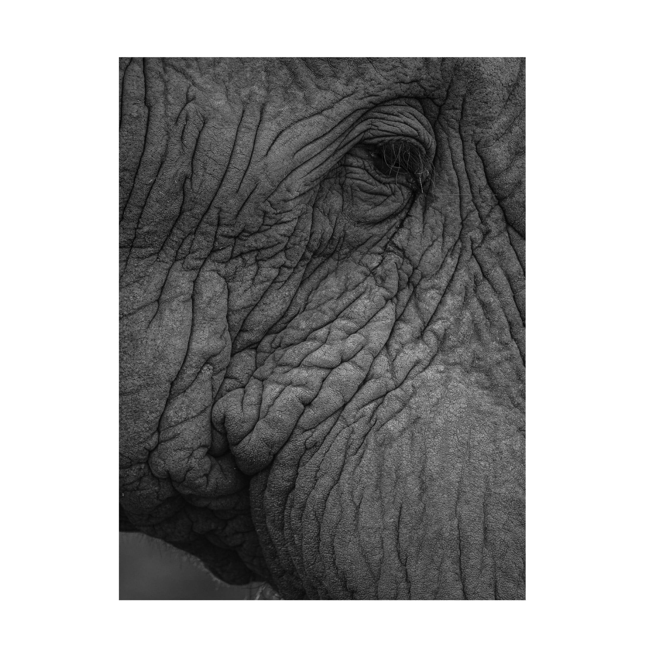 Trademark Fine Art Shot by Clint Olifant 01 Canvas Wall Art