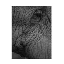 Trademark Fine Art Shot by Clint Olifant 01 Canvas Wall Art