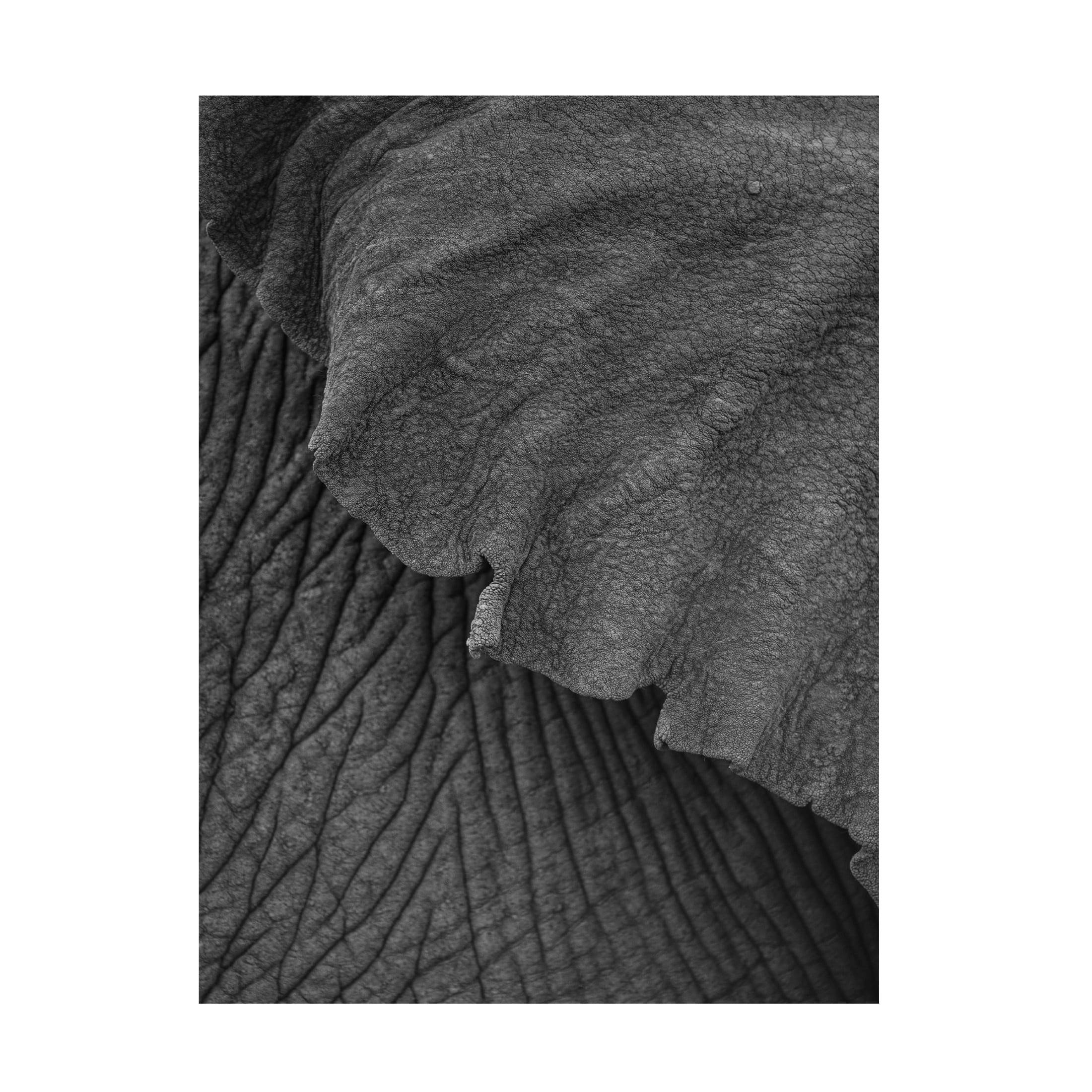 Trademark Fine Art Shot by Clint Olifant 02 Canvas Wall Art