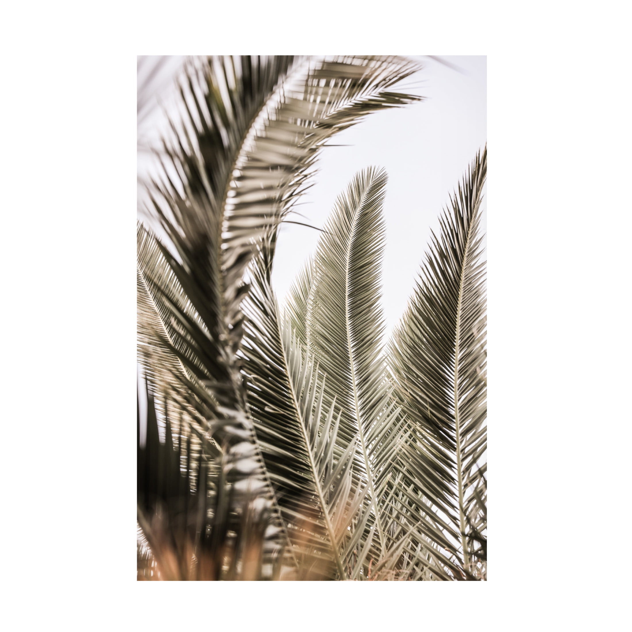Trademark Fine Art Shot by Clint Palm Love Canvas Wall Art