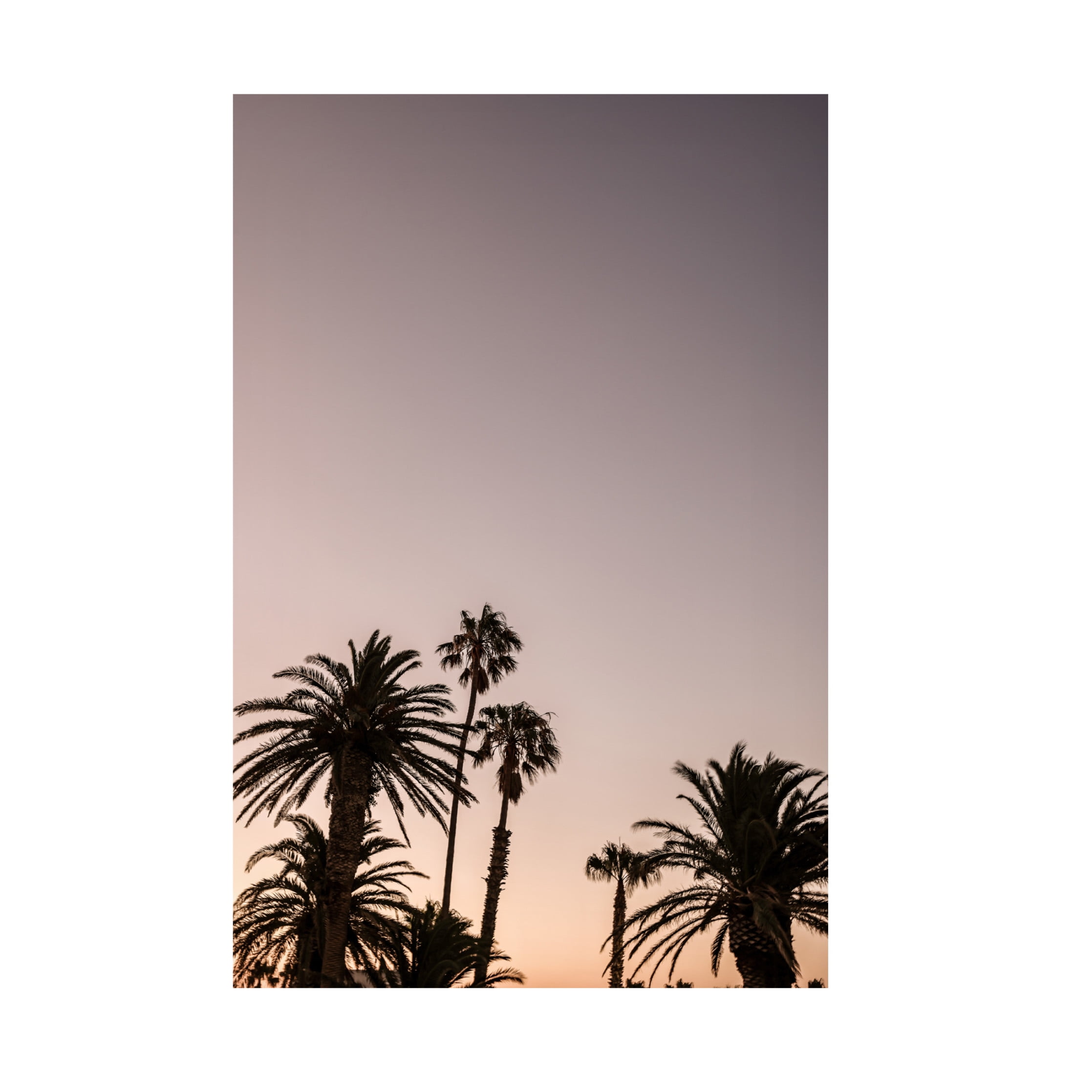Trademark Fine Art Shot by Clint Palm Point Canvas Wall Art