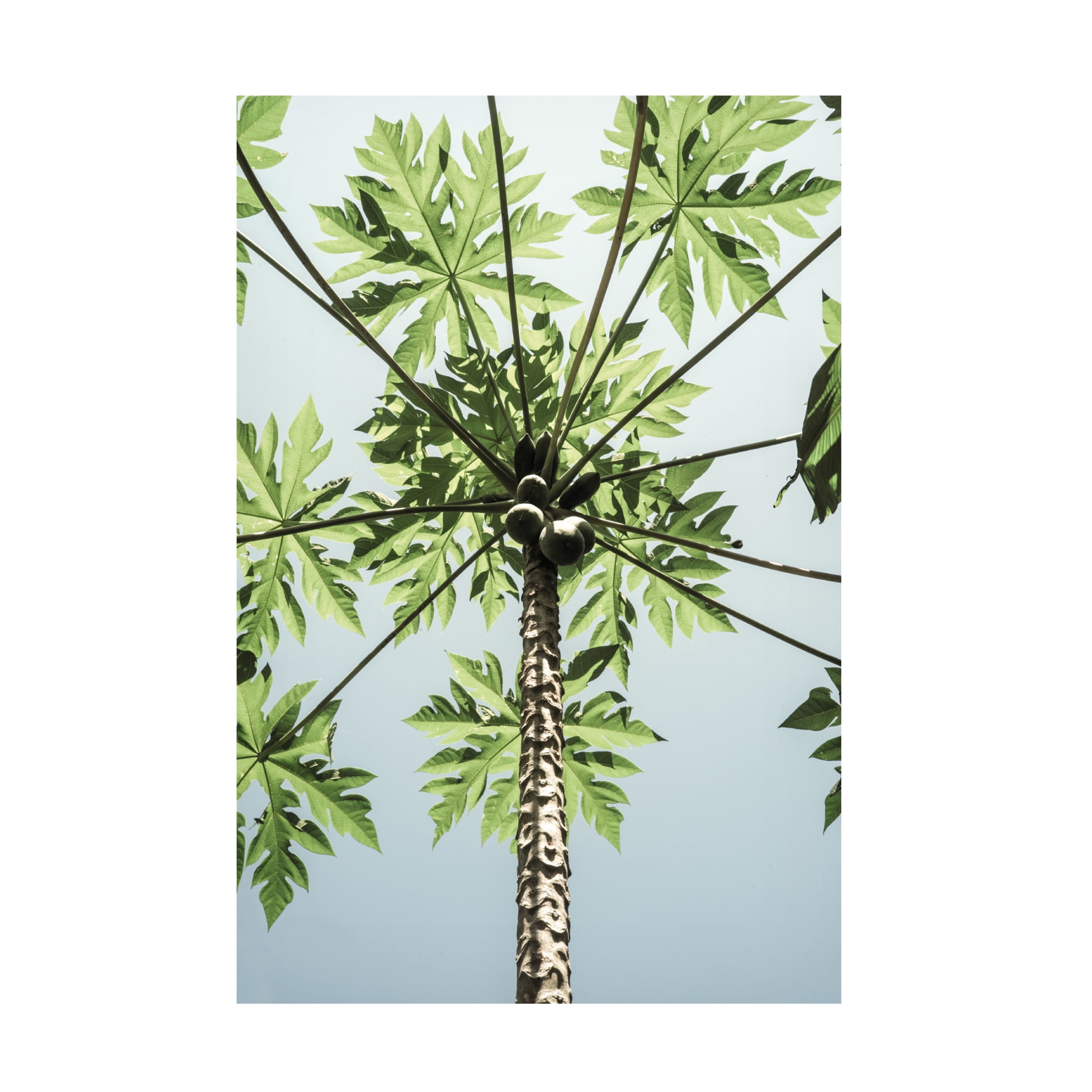 Trademark Fine Art Shot by Clint Paw Paw Canvas Wall Art