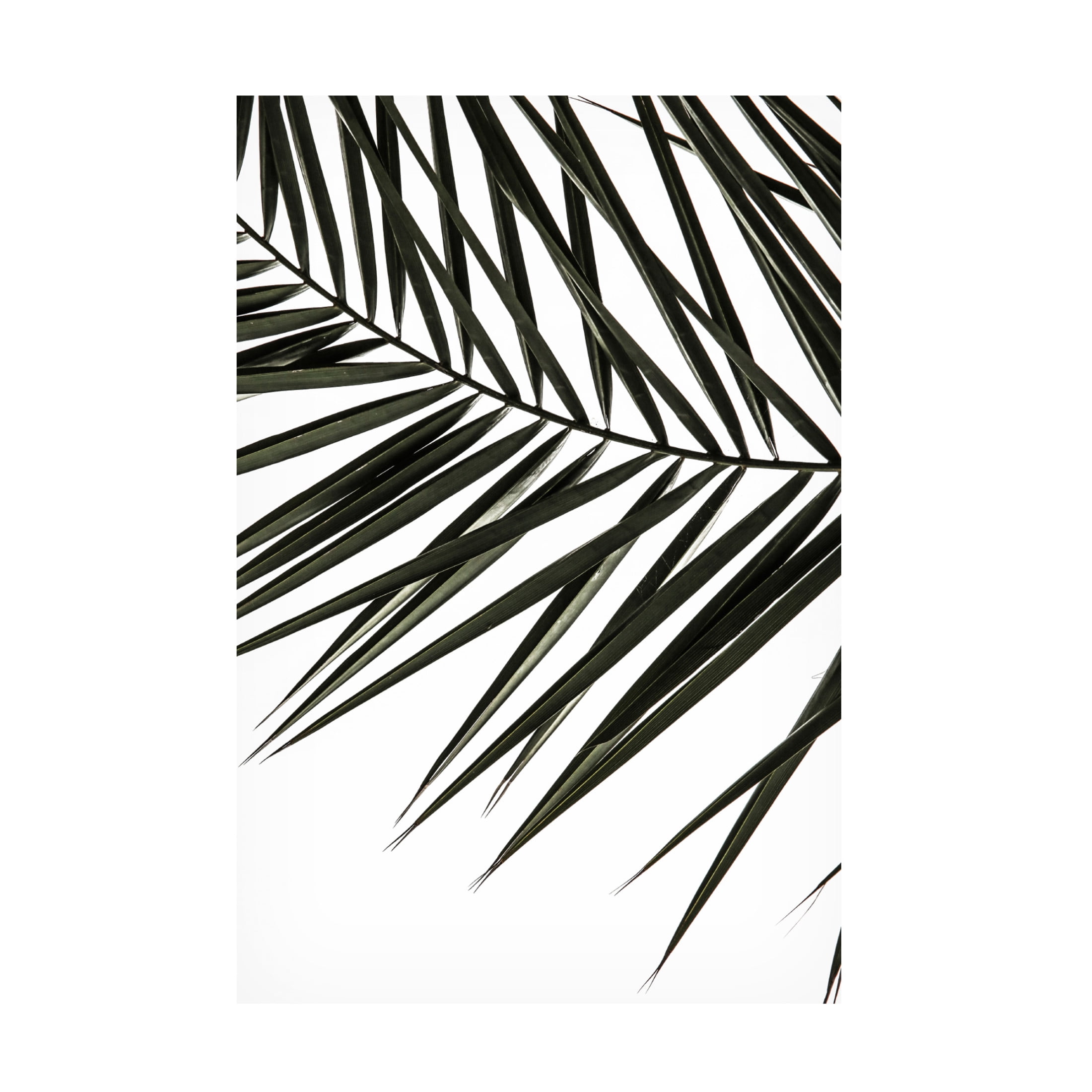 Trademark Fine Art Shot by Clint Phoenix Frond Canvas Wall Art