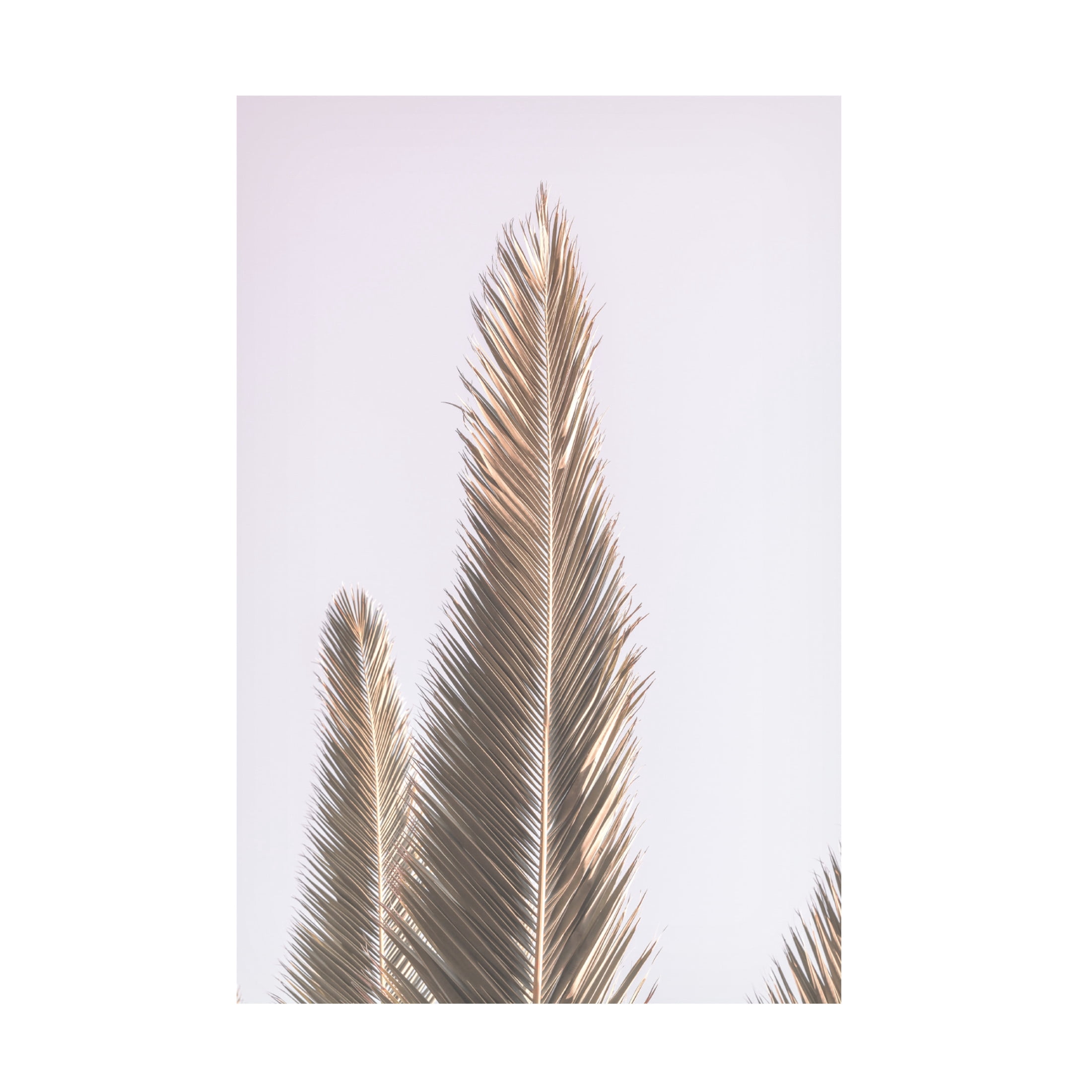 Trademark Fine Art Shot by Clint Phoenix Palm Canvas Wall Art