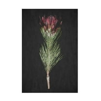 Trademark Fine Art Shot by Clint Protea Canvas Wall Art