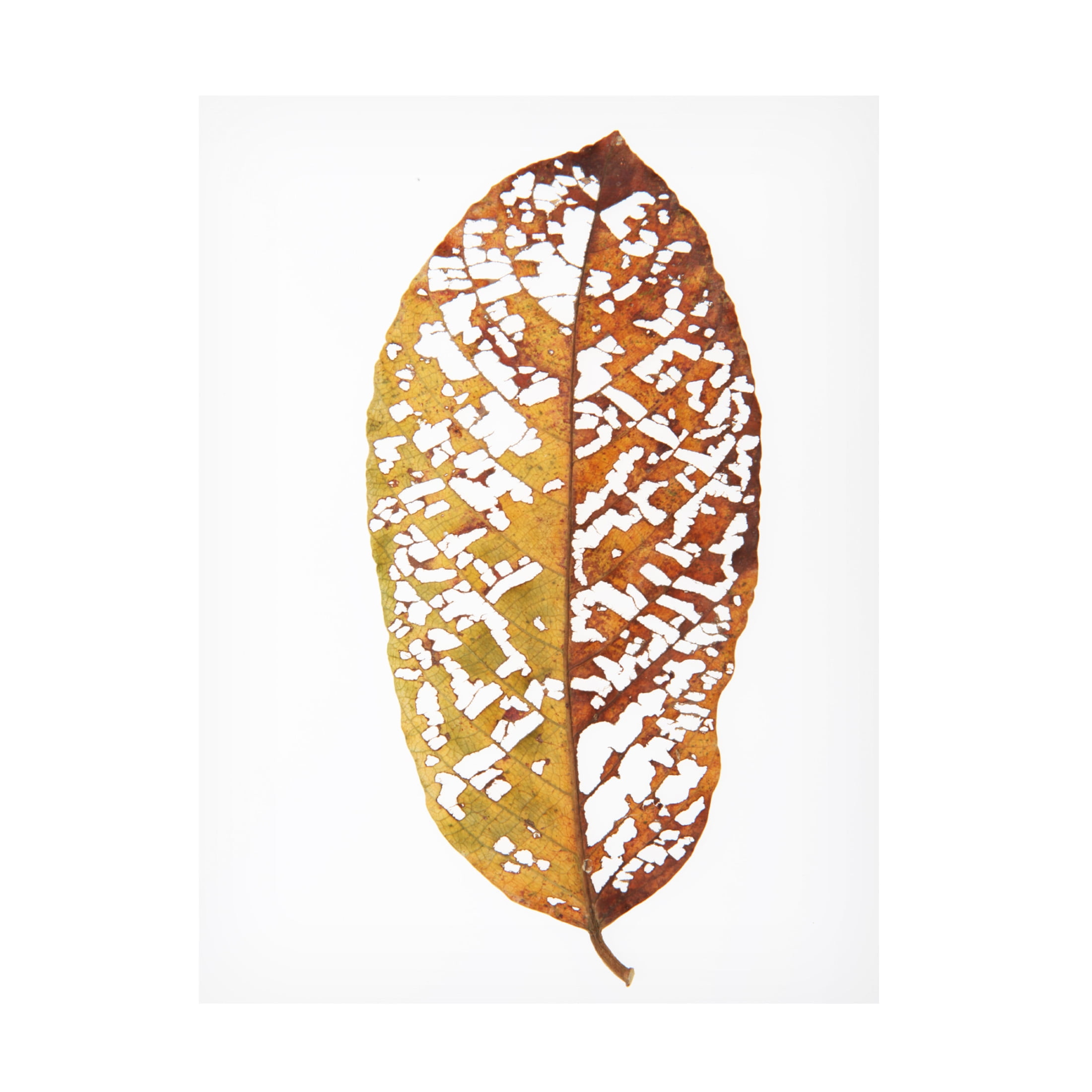 Trademark Fine Art Shot by Clint Rainforst Leaf 02 Canvas Wall Art