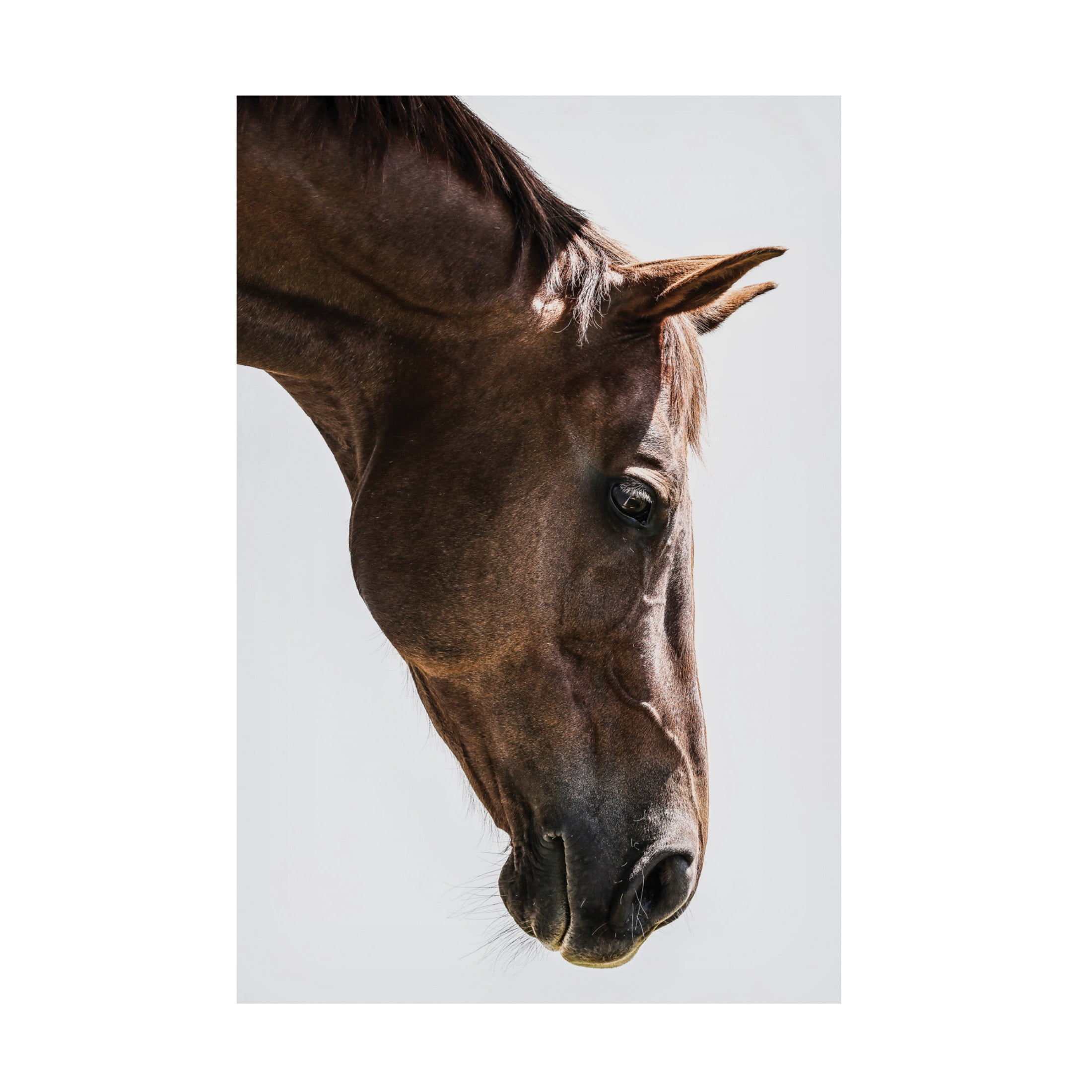 Trademark Fine Art Shot by Clint Russian Canvas Wall Art