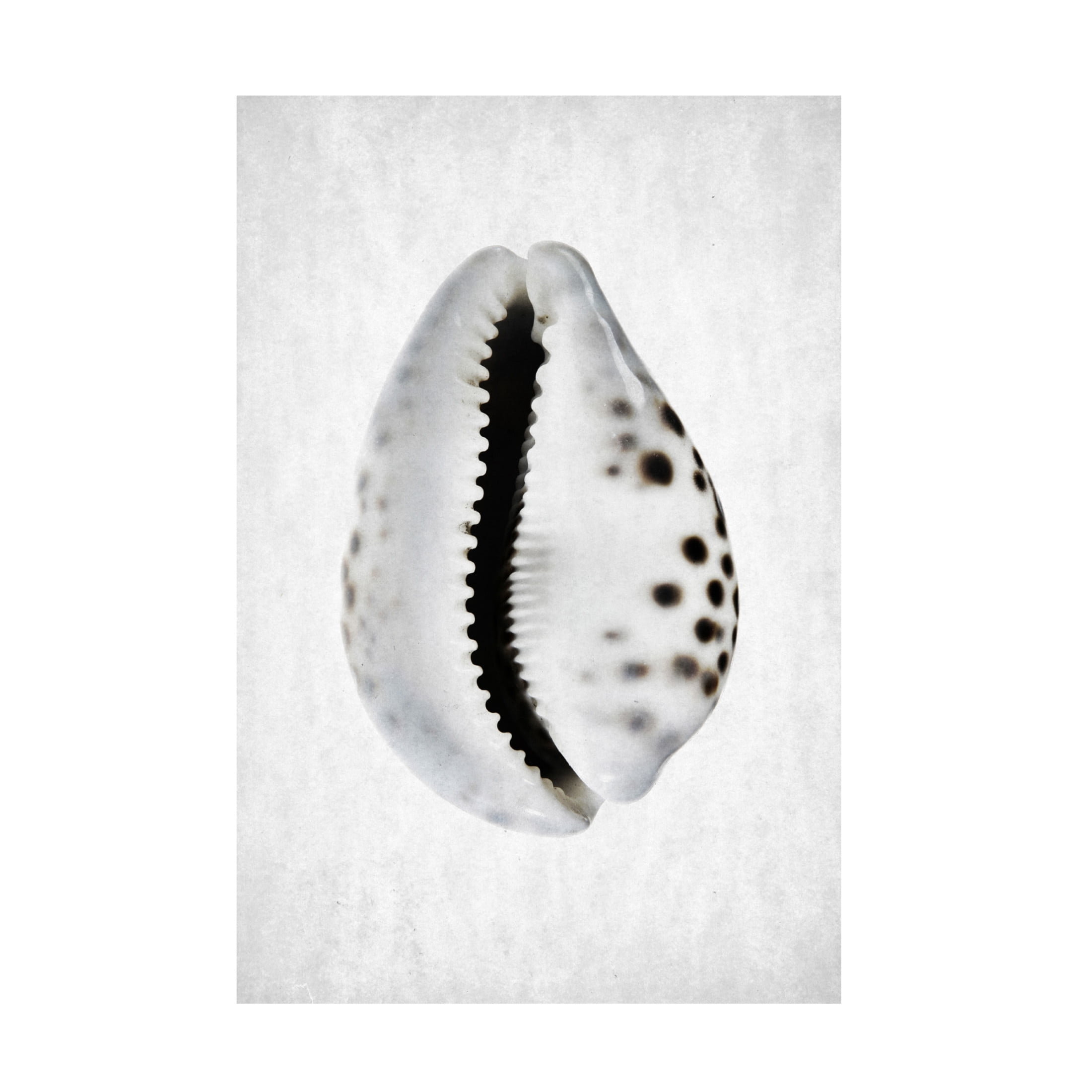 Trademark Fine Art Shot by Clint Spring Tide 01 Canvas Wall Art