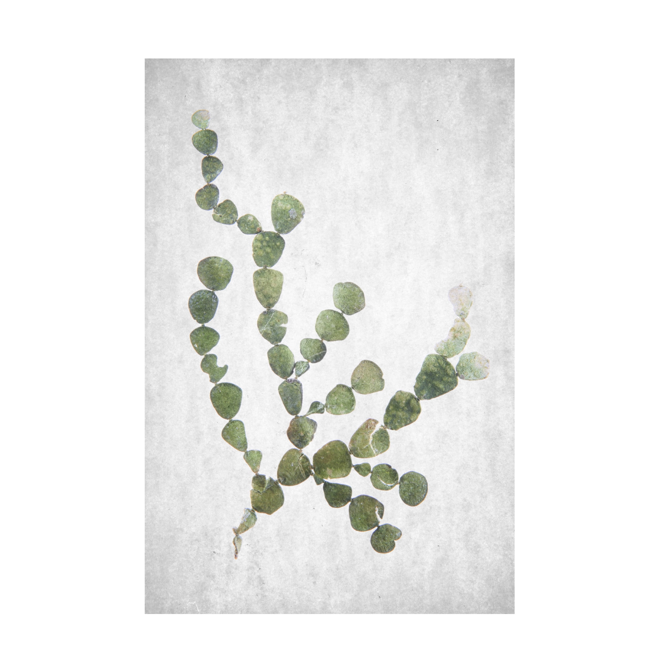 Trademark Fine Art Shot by Clint Spring Tide 02 Canvas Wall Art