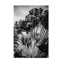 Trademark Fine Art Shot by Clint Tropical Dancer Canvas Wall Art