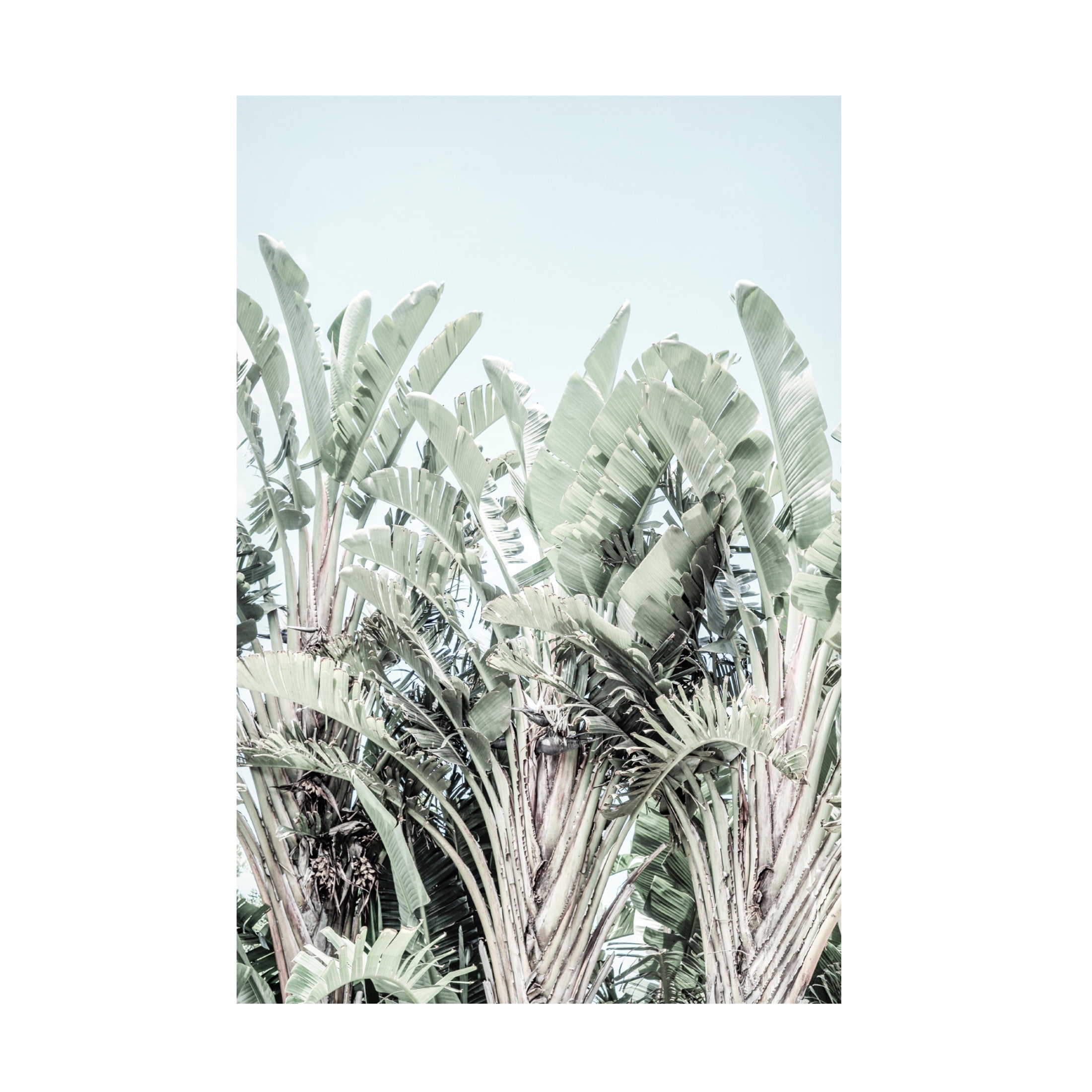 Trademark Fine Art Shot by Clint Tropicana Canvas Wall Art