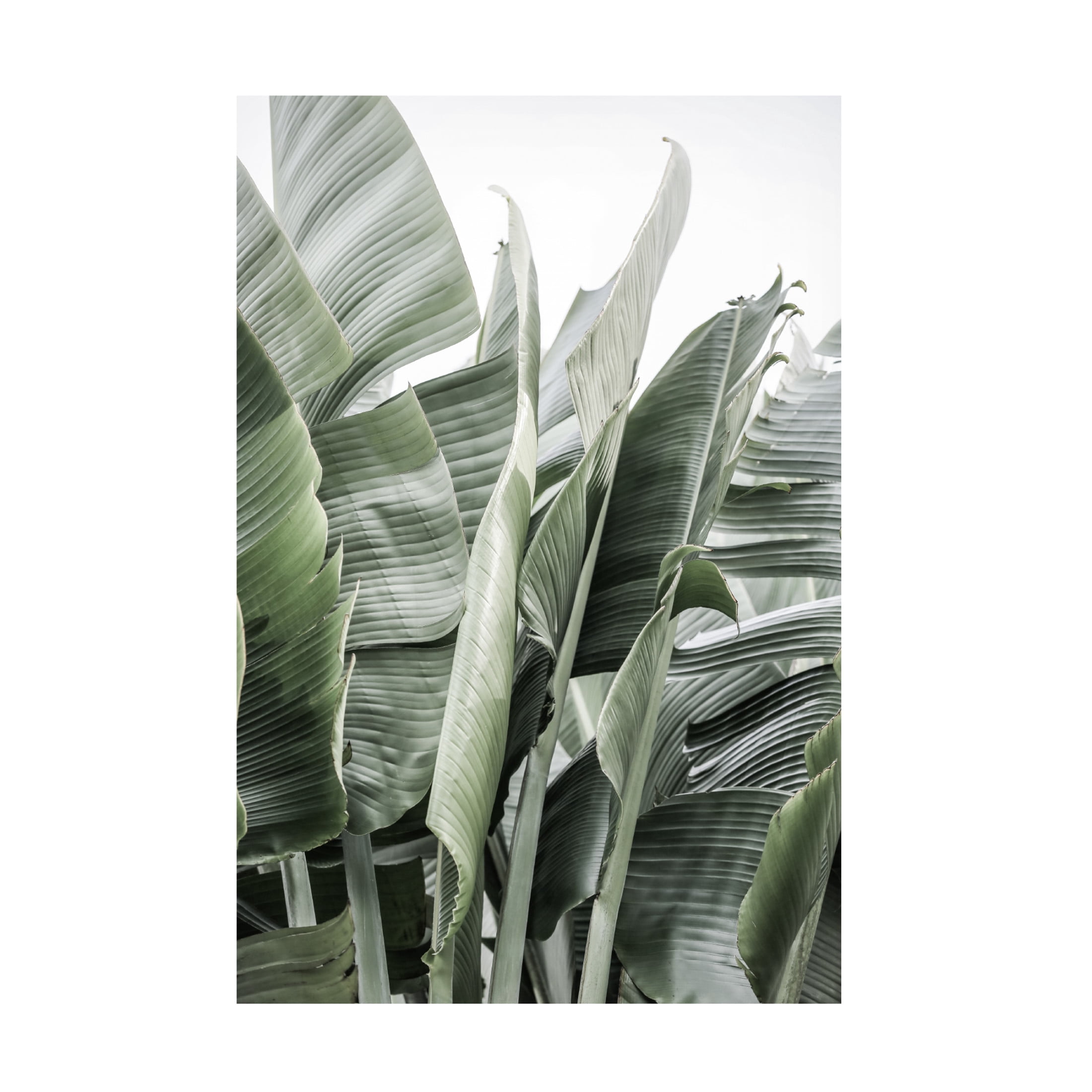 Trademark Fine Art Shot by Clint Wild Bannna Canvas Wall Art