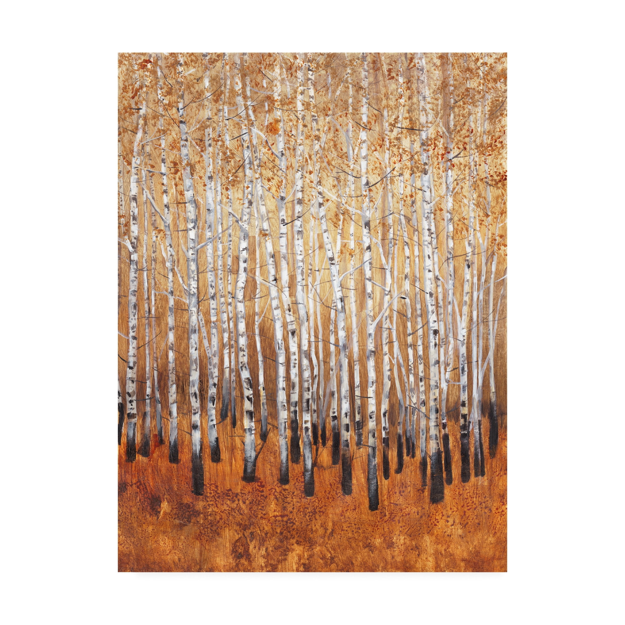 Trademark Fine Art 'Sienna Birches I' Canvas Art by Tim OToole