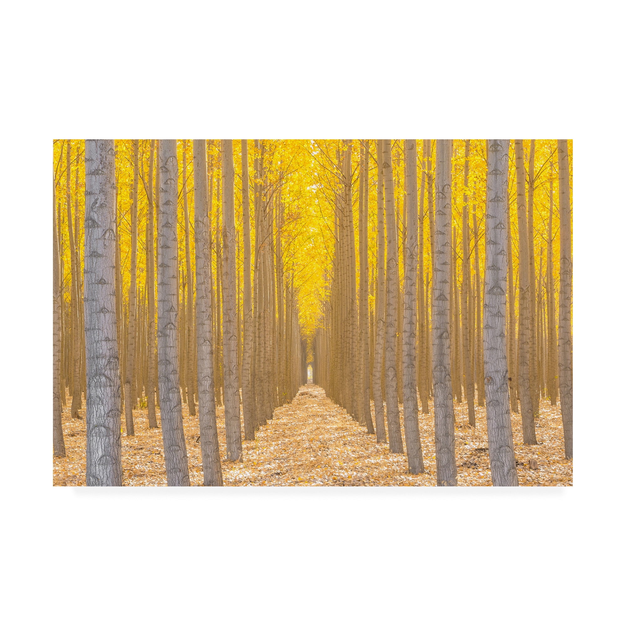 Trademark Fine Art 'Silence Is Golden Yellow Trees' Canvas Art by Ross Lipso