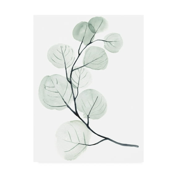 Trademark Fine Art 'Silver Dollars I' Canvas Art by Jennifer Paxton Parker