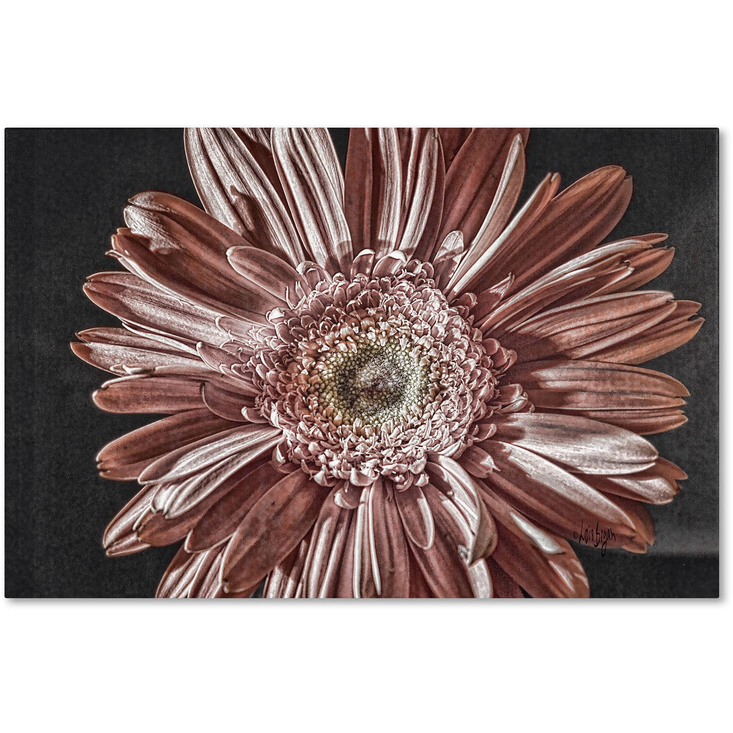 Trademark Fine Art "Silvery Pink" Canvas Art by Lois Bryan