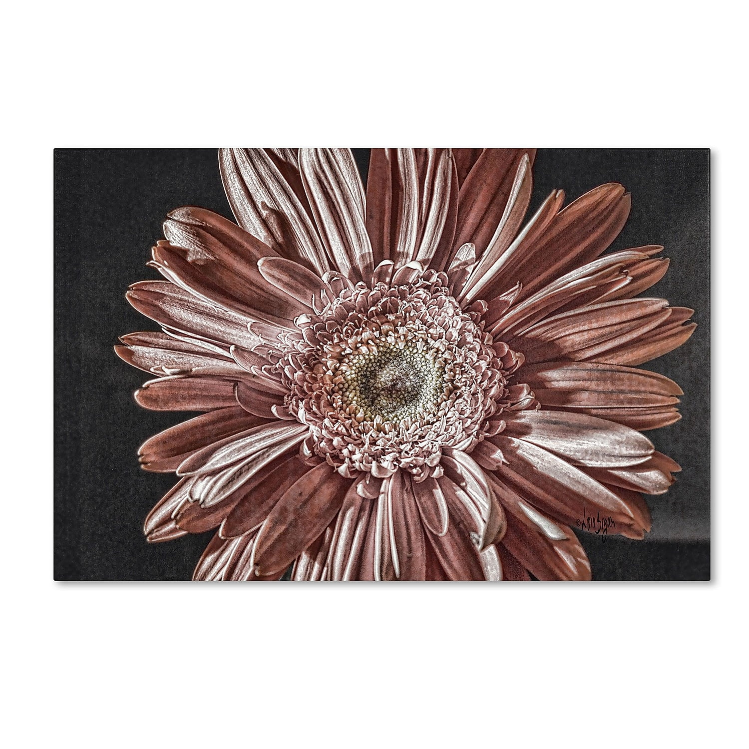 Trademark Fine Art "Silvery Pink" Canvas Art by Lois Bryan