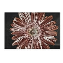 Trademark Fine Art "Silvery Pink" Canvas Art by Lois Bryan