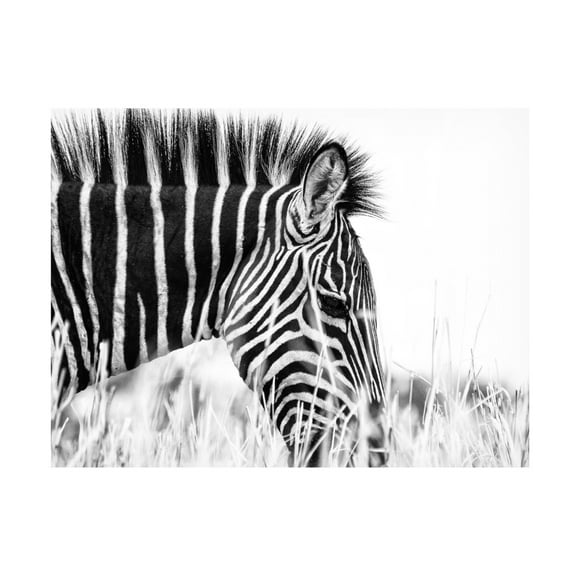 Trademark Fine Art Silvia Dinca Fashionable Black And White Canvas Wall Art