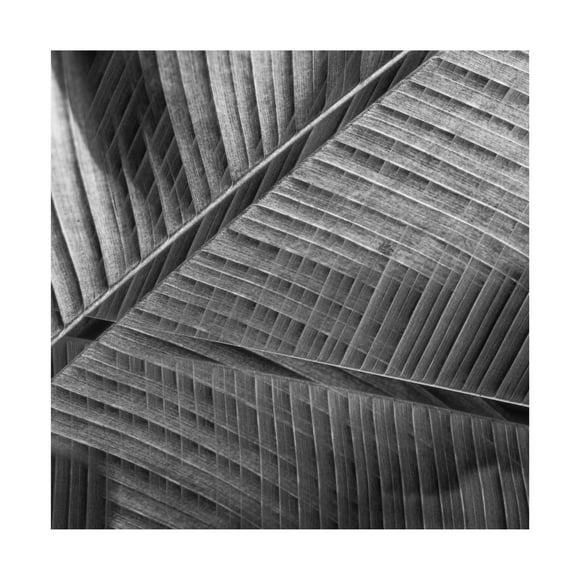 Trademark Fine Art Simon JG Ciappara Banana Lattice. Canvas Wall Art