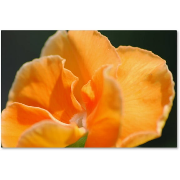 Trademark Fine Art "Simple Compassion" Canvas Art by Monica Mize