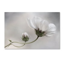 Trademark Fine Art 'Simply Cosmos' Canvas Art by Mandy Disher