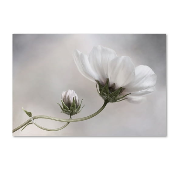 Trademark Fine Art 'Simply Cosmos' Canvas Art by Mandy Disher