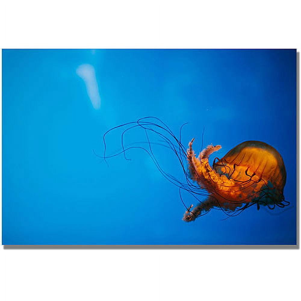 Trademark Fine Art "Single Jellyfish" Canvas Wall Art by Ariane