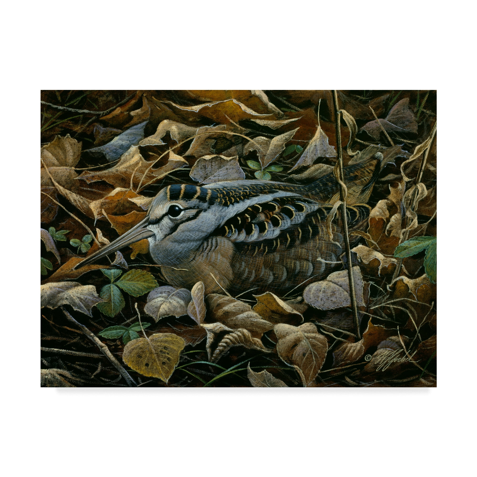 Trademark Fine Art 'Sitting Tight' Canvas Art by Wilhelm Goebel