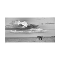 Trademark Fine Art Siyu and Wei Alone Canvas Wall Art