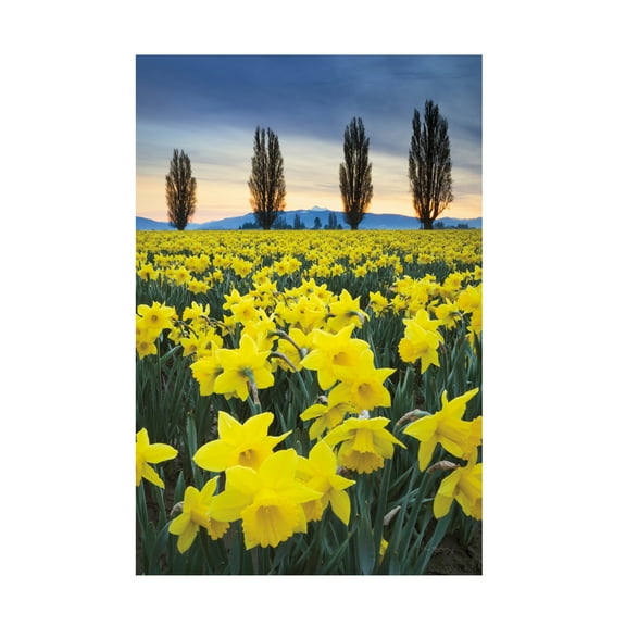 Trademark Fine Art 'Skagit Valley Daffodils I' Canvas Art by Alan Majchrowicz