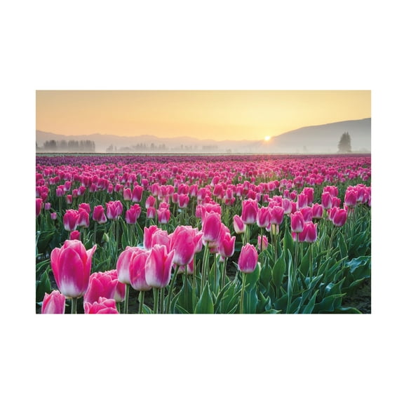 Trademark Fine Art 'Skagit Valley Tulips I' Canvas Art by Alan Majchrowicz
