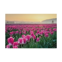 Trademark Fine Art 'Skagit Valley Tulips I' Canvas Art by Alan Majchrowicz