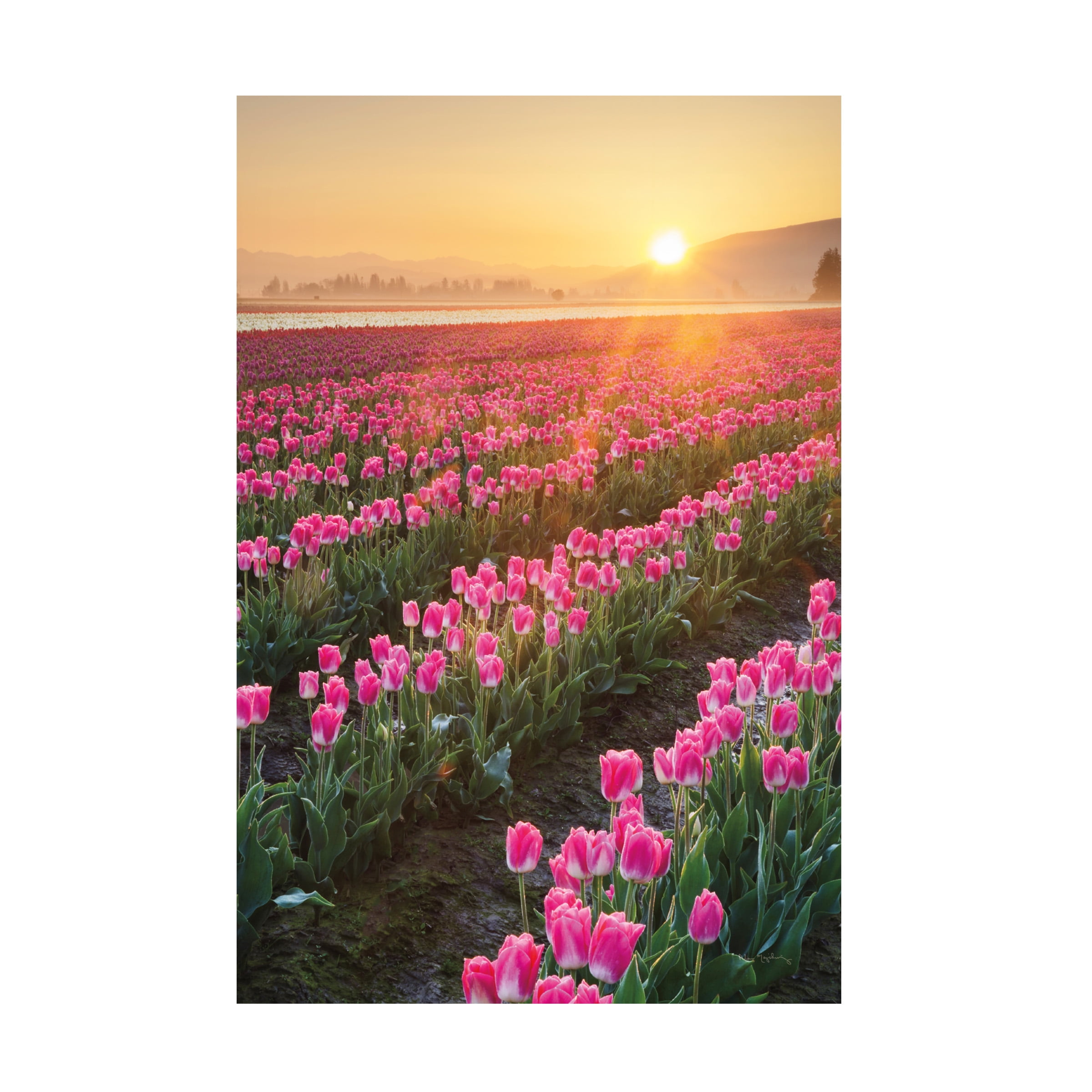 Trademark Fine Art 'Skagit Valley Tulips II' Canvas Art by Alan ...