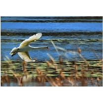 Trademark Fine Art "Skimming Swan" Giclee Canvas Art
