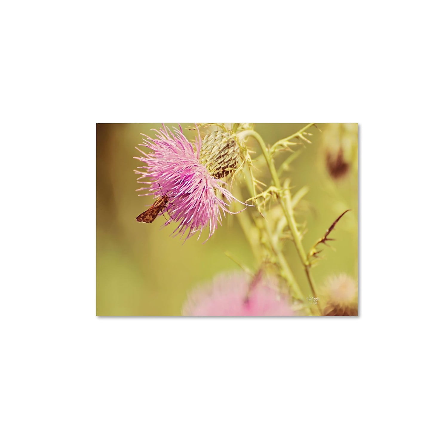 Trademark Fine Art "Skipper On Pink Thistle" Canvas Art by Lois Bryan
