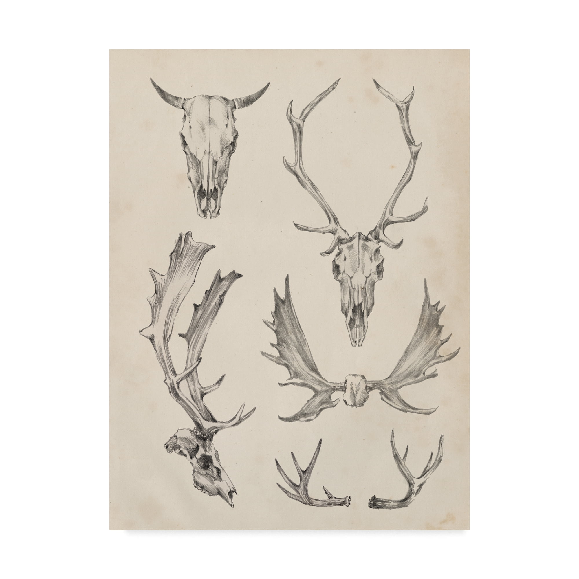 Trademark Fine Art 'Skull And Antler Study II' Canvas Art by Ethan Harper