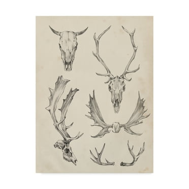 Trademark Fine Art 'Skull And Antler Study II' Canvas Art by Ethan Harper