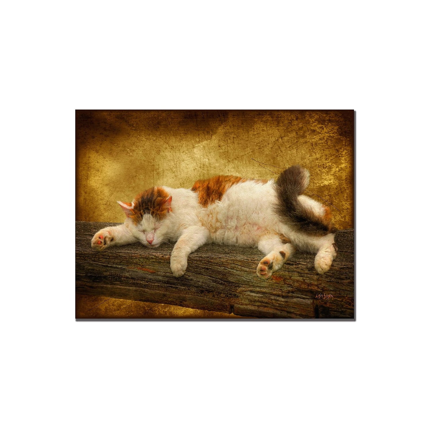 Trademark Fine Art "Sleeping Kitty" Giclee Canvas Art
