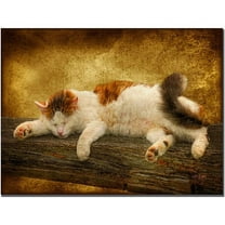 Trademark Fine Art "Sleeping Kitty" Giclee Canvas Art