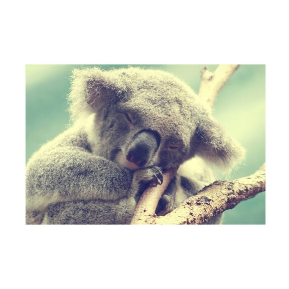 Trademark Fine Art "Sleepy Head" Canvas Art by Beata Czyzowska Young