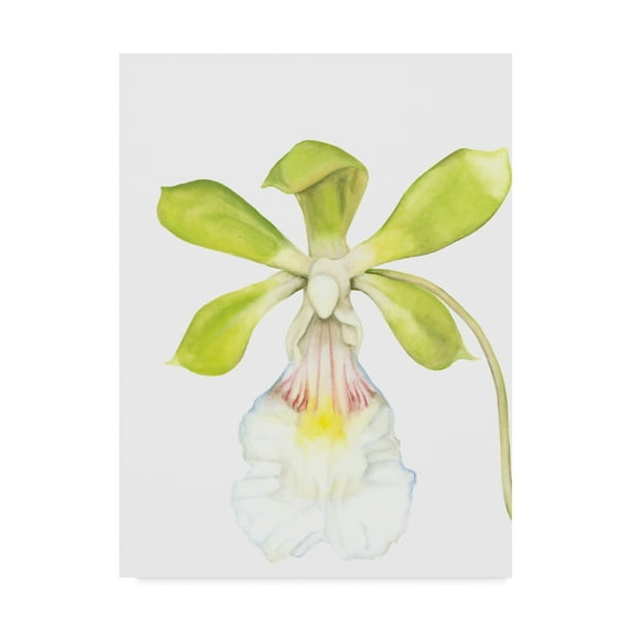 Trademark Fine Art 'Small Orchid Beauty I' Canvas Art by Jennifer Goldberger