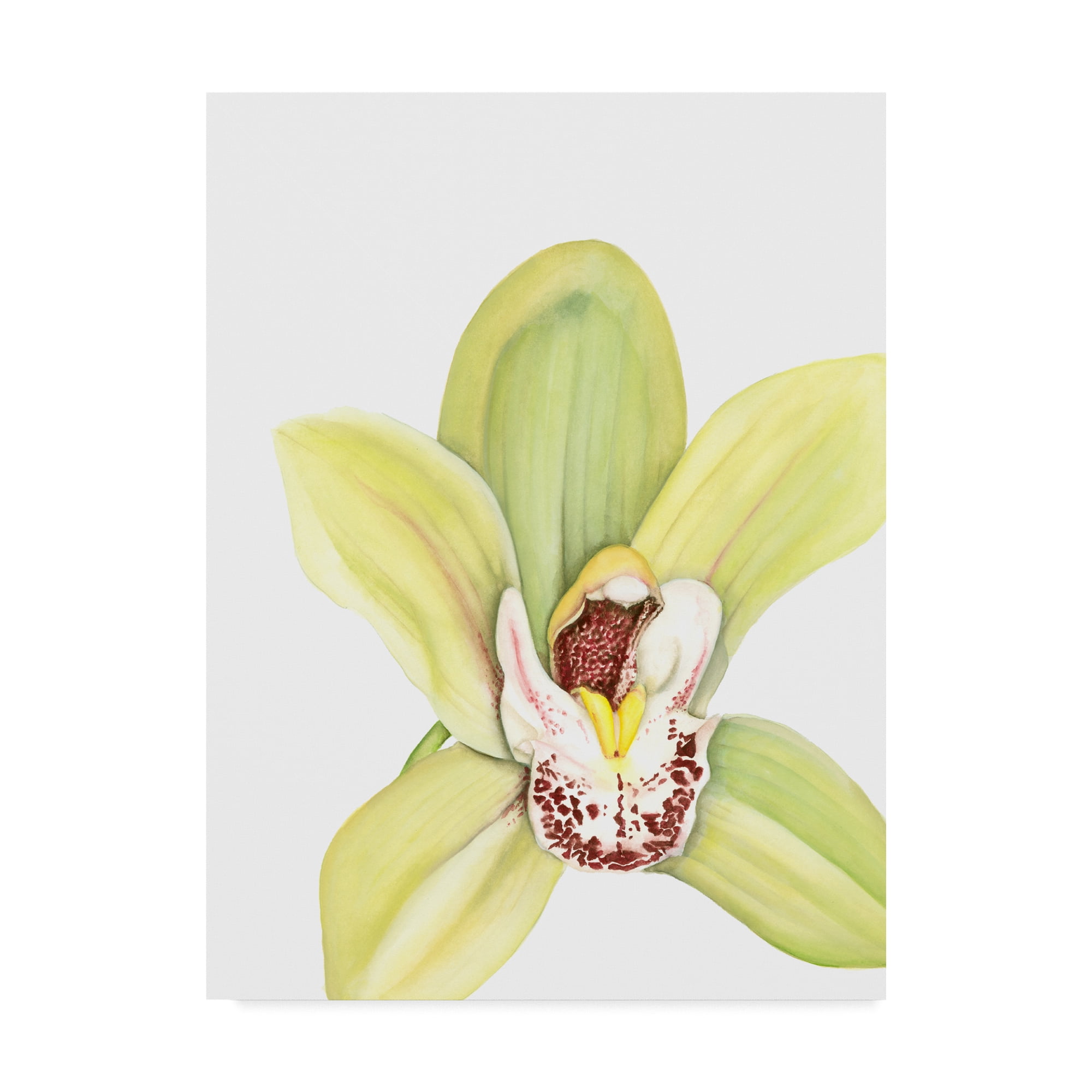 Trademark Fine Art 'Small Orchid Beauty II' Canvas Art by Jennifer Goldberger