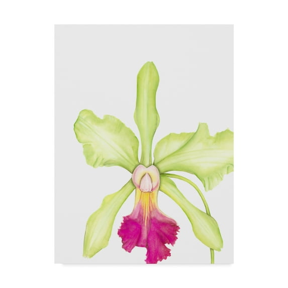 Trademark Fine Art 'Small Orchid Beauty III' Canvas Art by Jennifer Goldberger