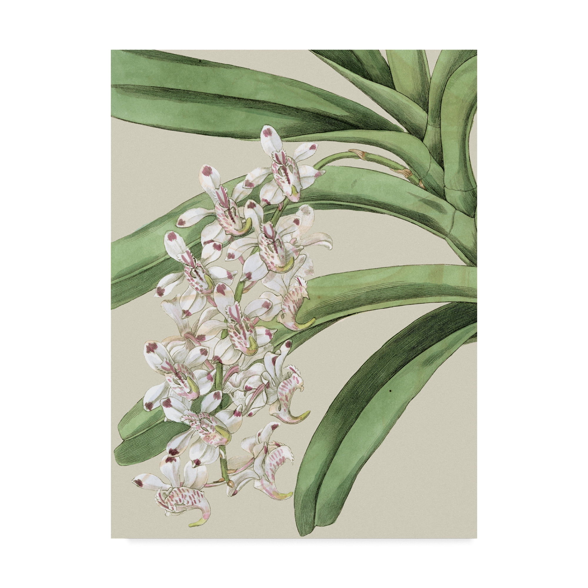 Trademark Fine Art 'Small Orchid Blooms I' Canvas Art by Vision Studio