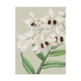 thumbnail image 1 of Trademark Fine Art 'Small Orchid Blooms II' Canvas Art by Vision Studio, 1 of 4