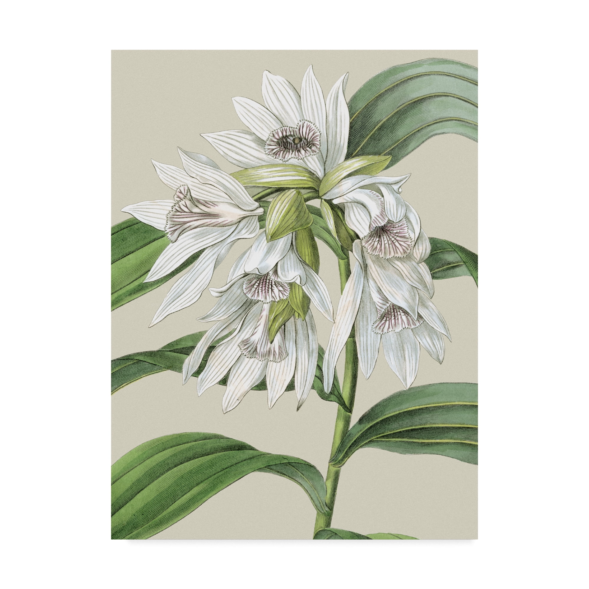 Trademark Fine Art 'Small Orchid Blooms III' Canvas Art by Vision Studio