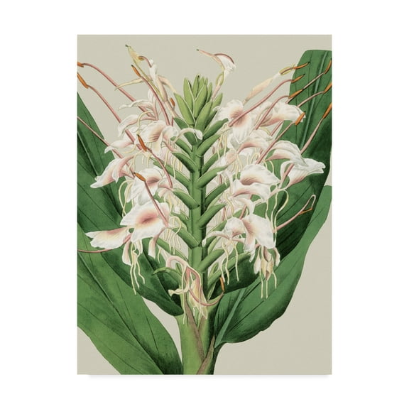 Trademark Fine Art 'Small Orchid Blooms IV' Canvas Art by Vision Studio